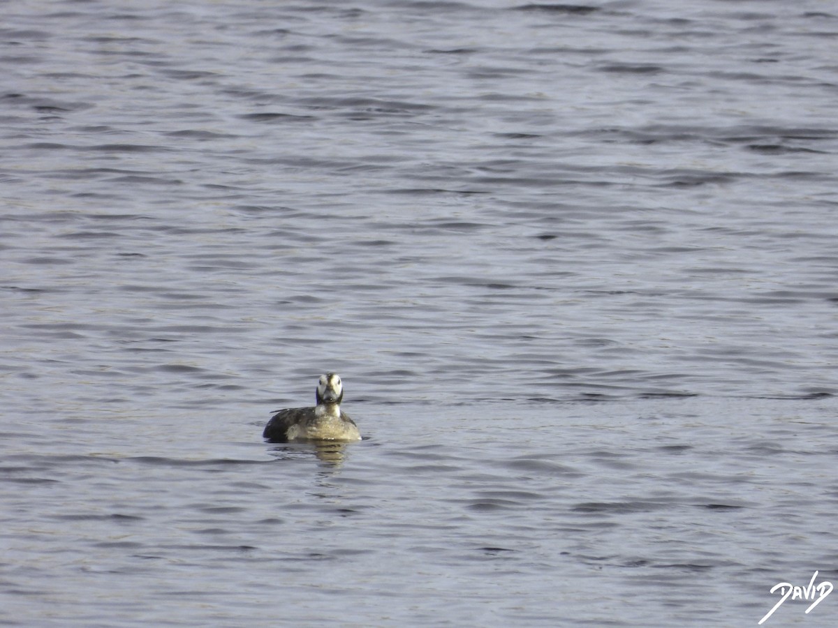 Long-tailed Duck - ML614998736