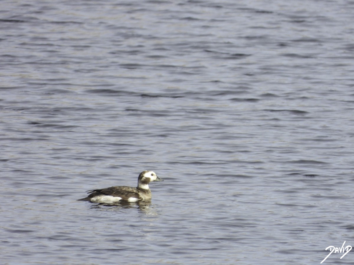 Long-tailed Duck - ML614998737
