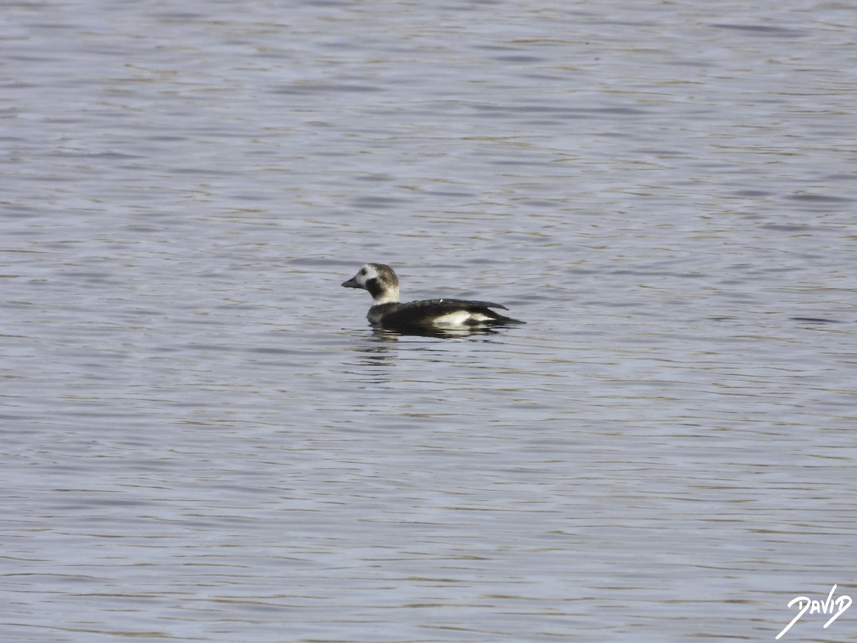 Long-tailed Duck - ML614998738