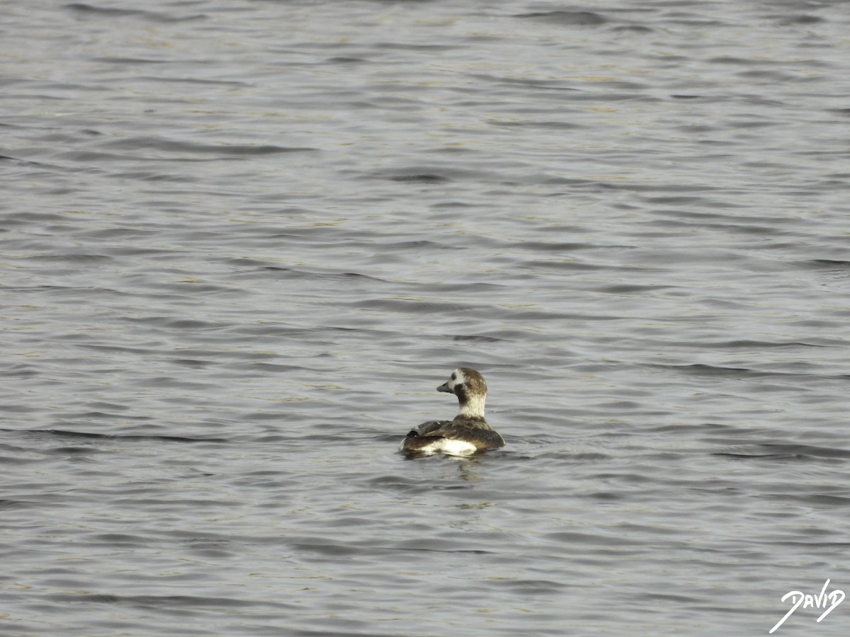Long-tailed Duck - ML614998739