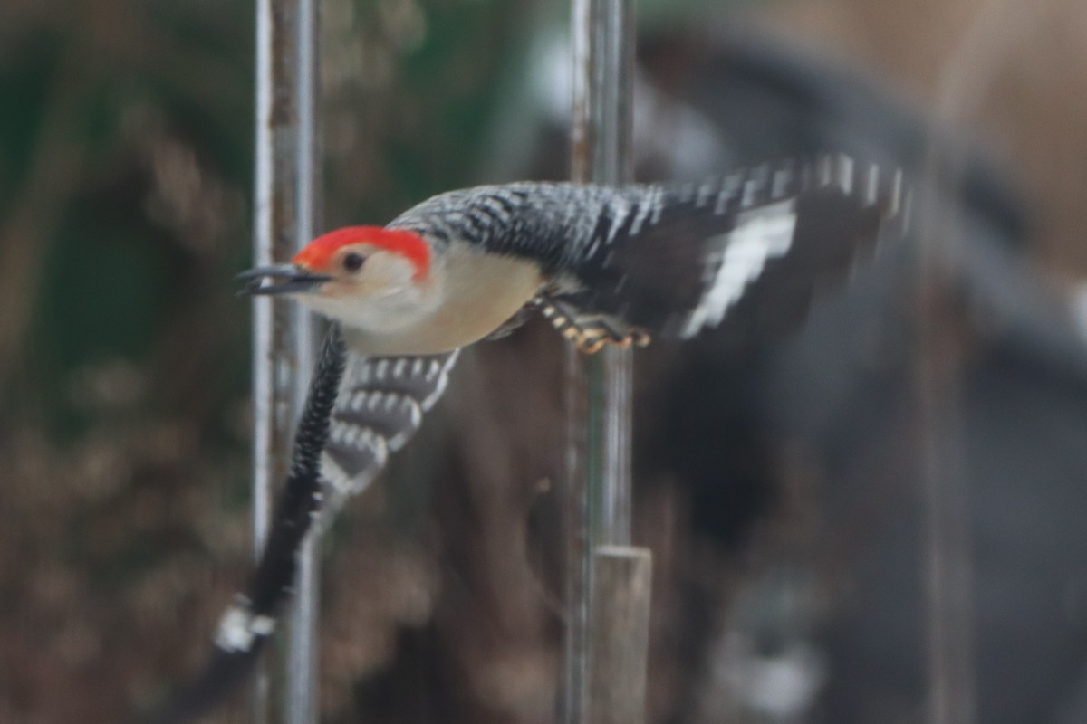 Red-bellied Woodpecker - ML614998744