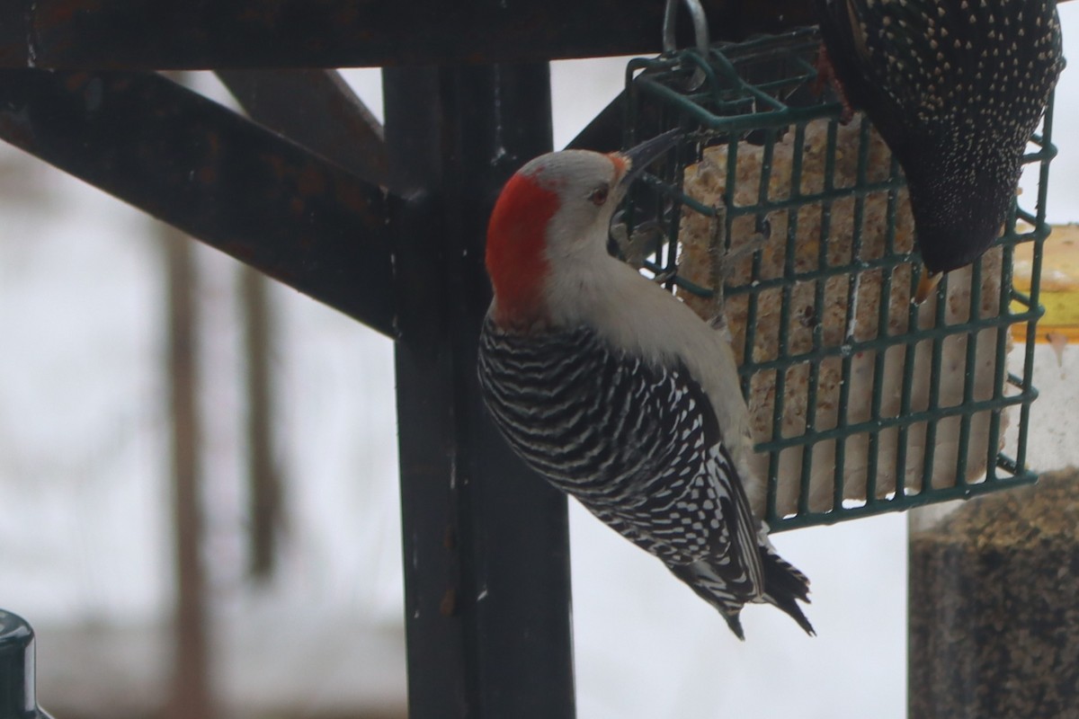 Red-bellied Woodpecker - ML614998755