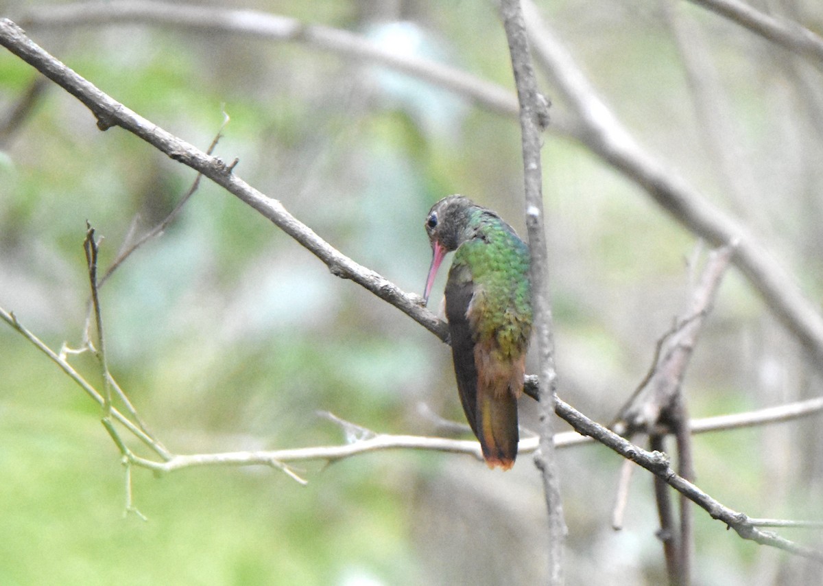 kolibřík yukatanský - ML614998812