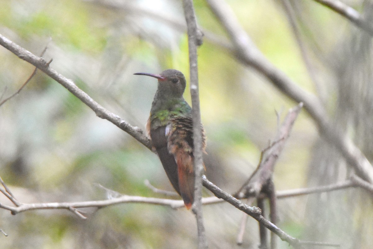 Buff-bellied Hummingbird - Robert Schwartz