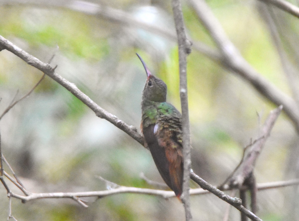 kolibřík yukatanský - ML614998842