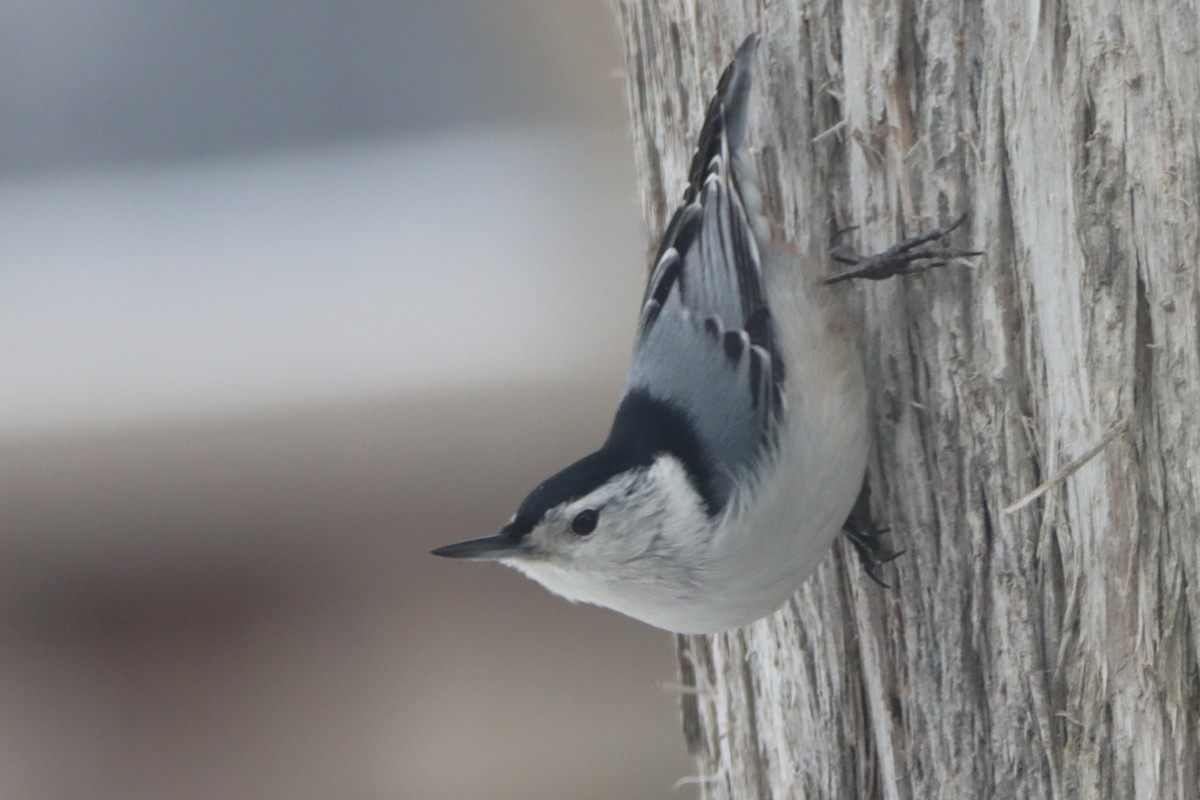 White-breasted Nuthatch - ML614998874