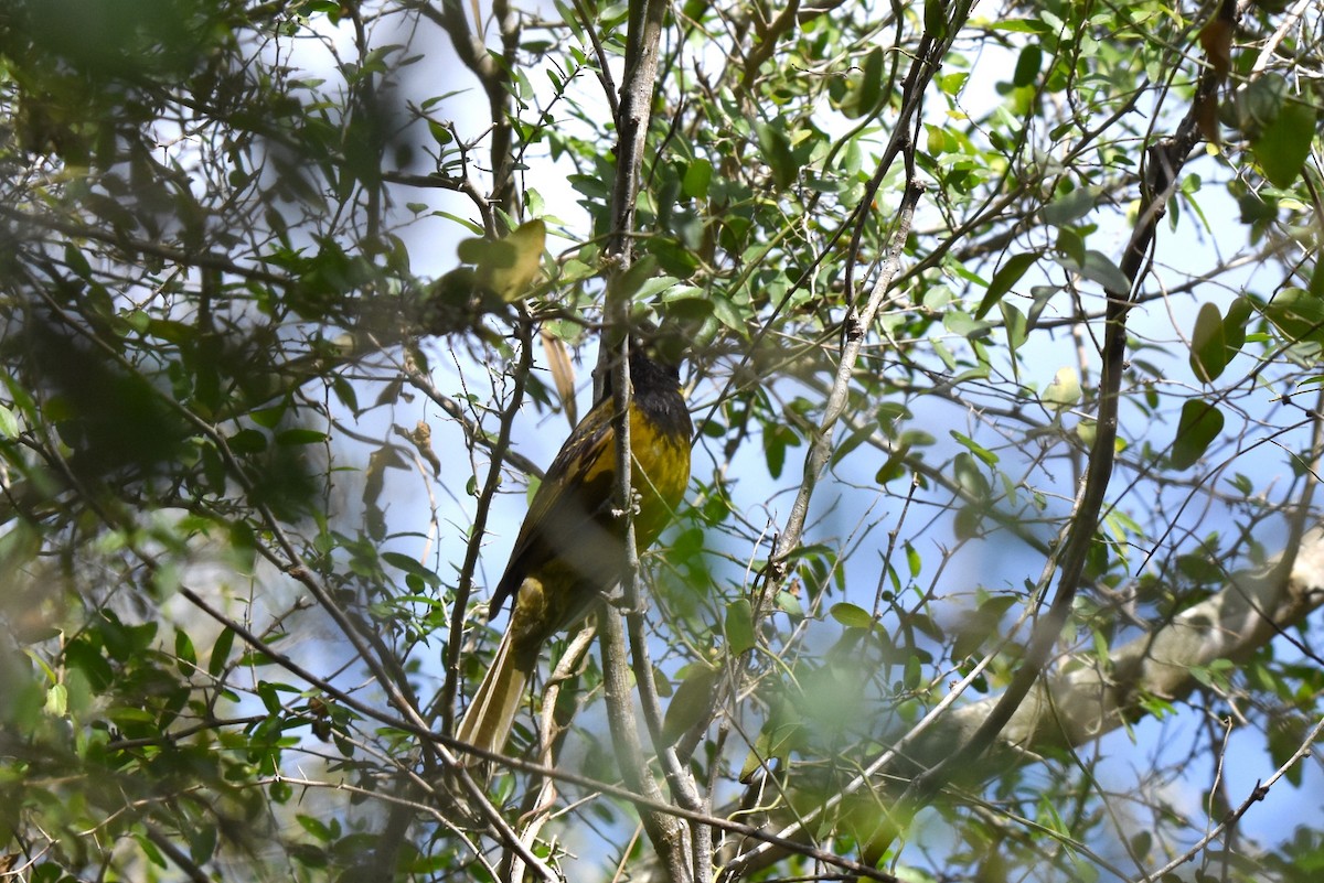 Crimson-collared Grosbeak - ML614998891