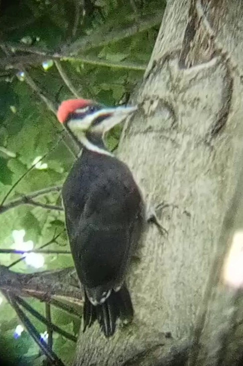 Pileated Woodpecker - Laurent Pascual-Le Tallec