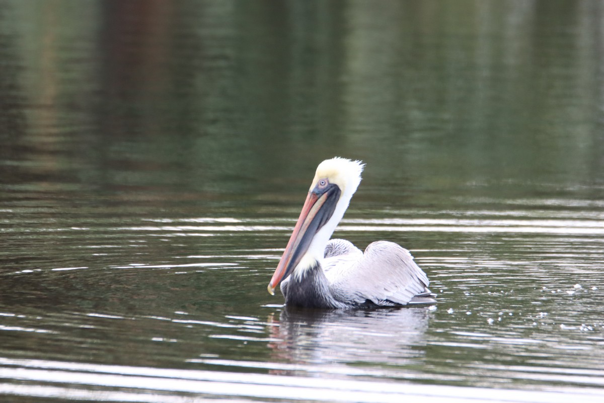 Brown Pelican - ML614998966