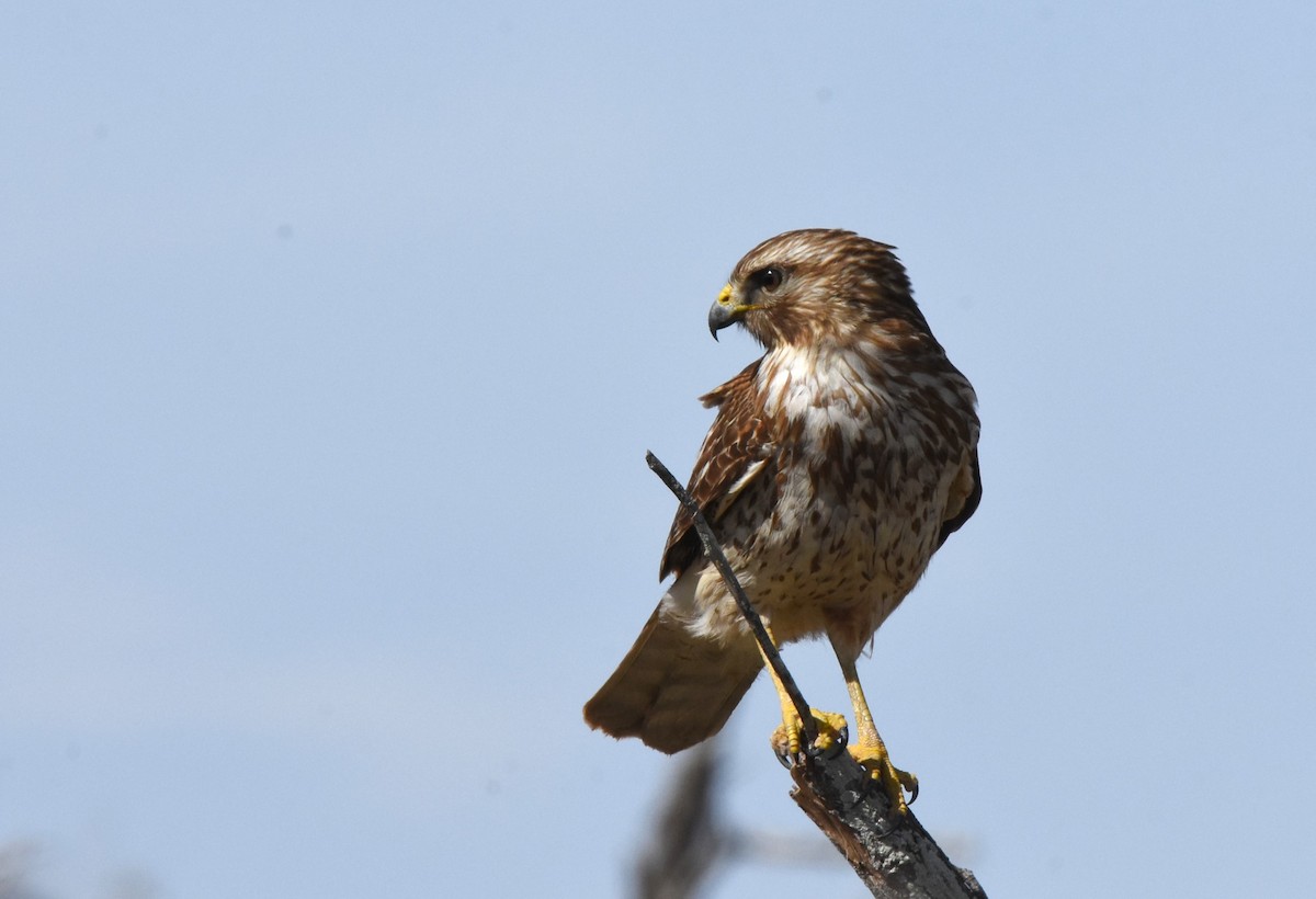 Red-shouldered Hawk - ML614999170