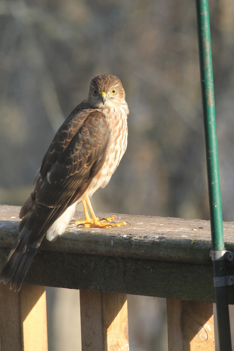 Accipiter sp. - Heather Downie