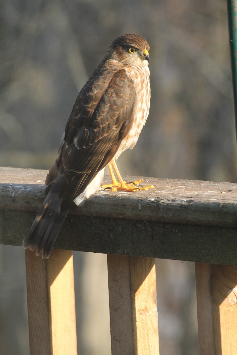 Accipiter sp. - Heather Downie