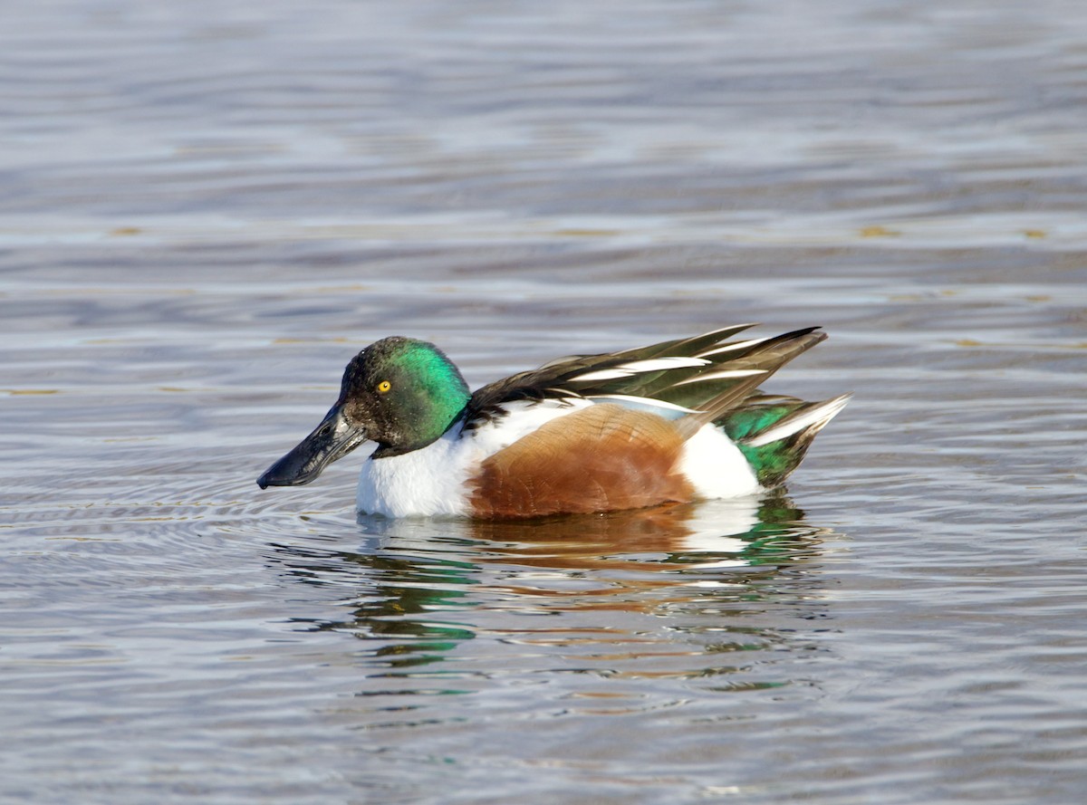 Northern Shoveler - ML614999222