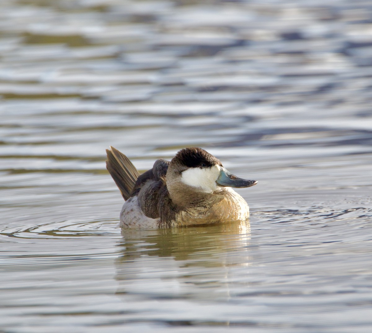 Ruddy Duck - Jordan Juzdowski