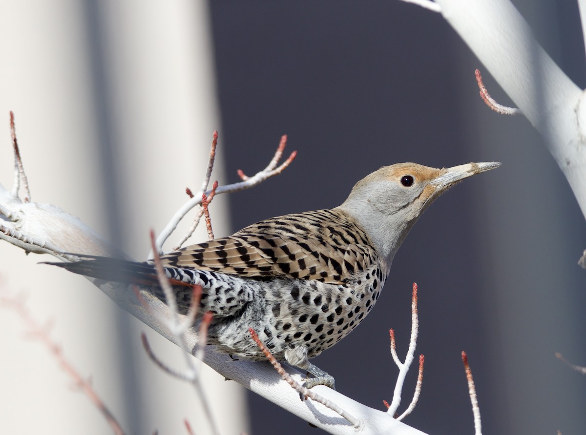 Northern Flicker - Jordan Juzdowski