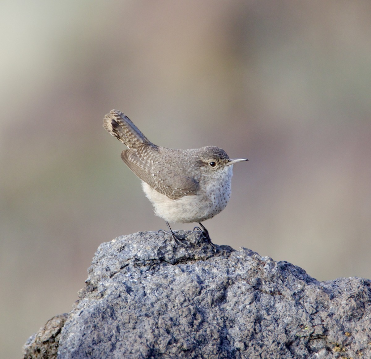 Rock Wren - ML614999263