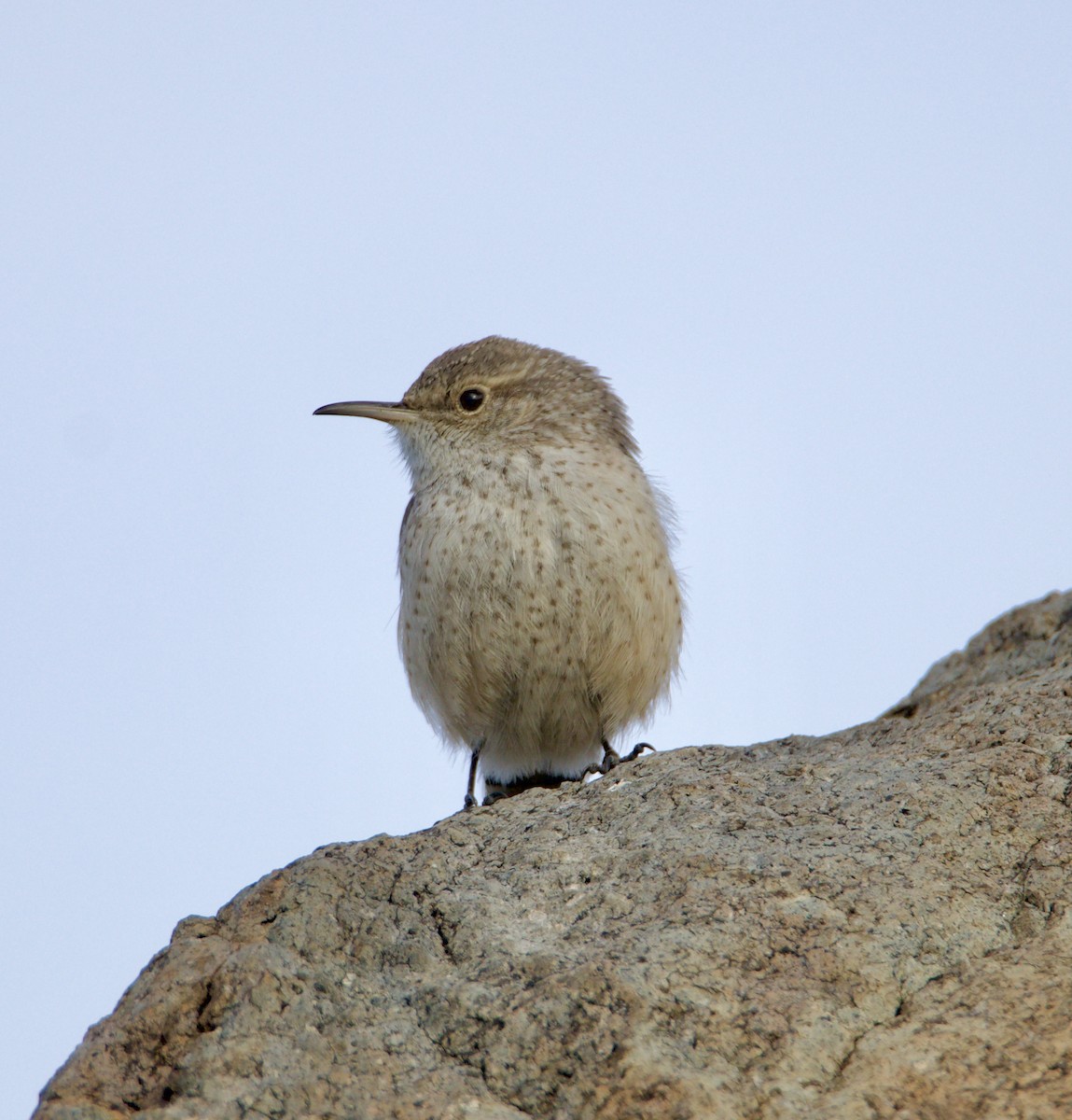 Rock Wren - ML614999264