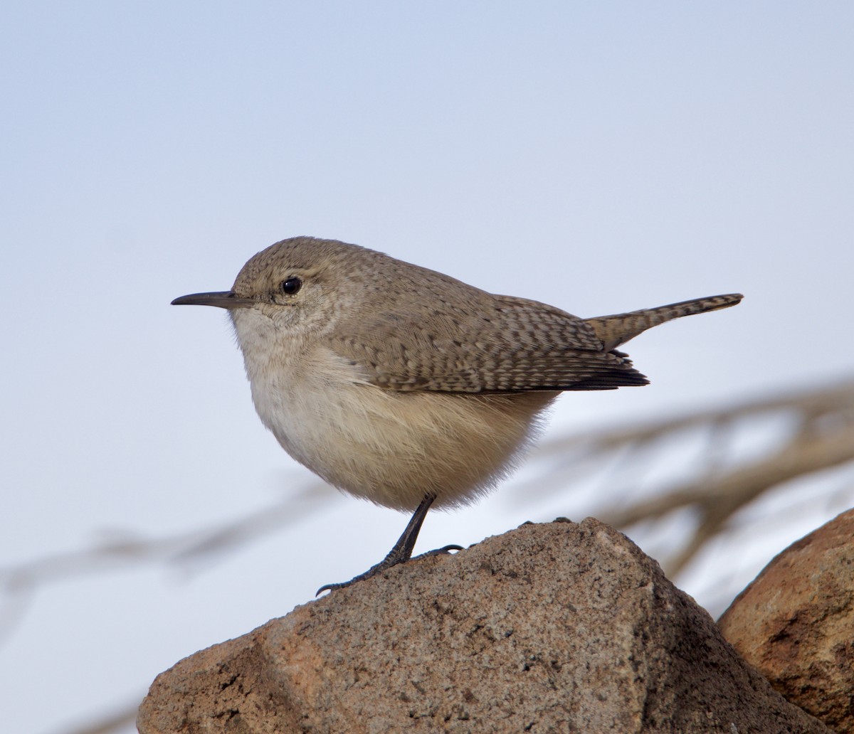 Rock Wren - ML614999265