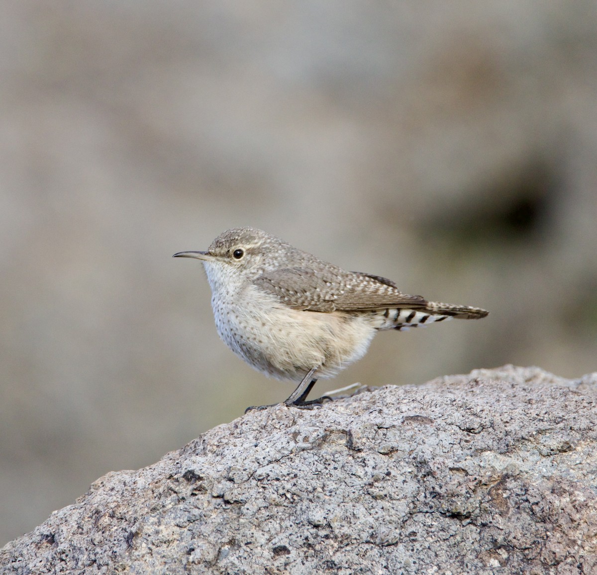 Rock Wren - Jordan Juzdowski