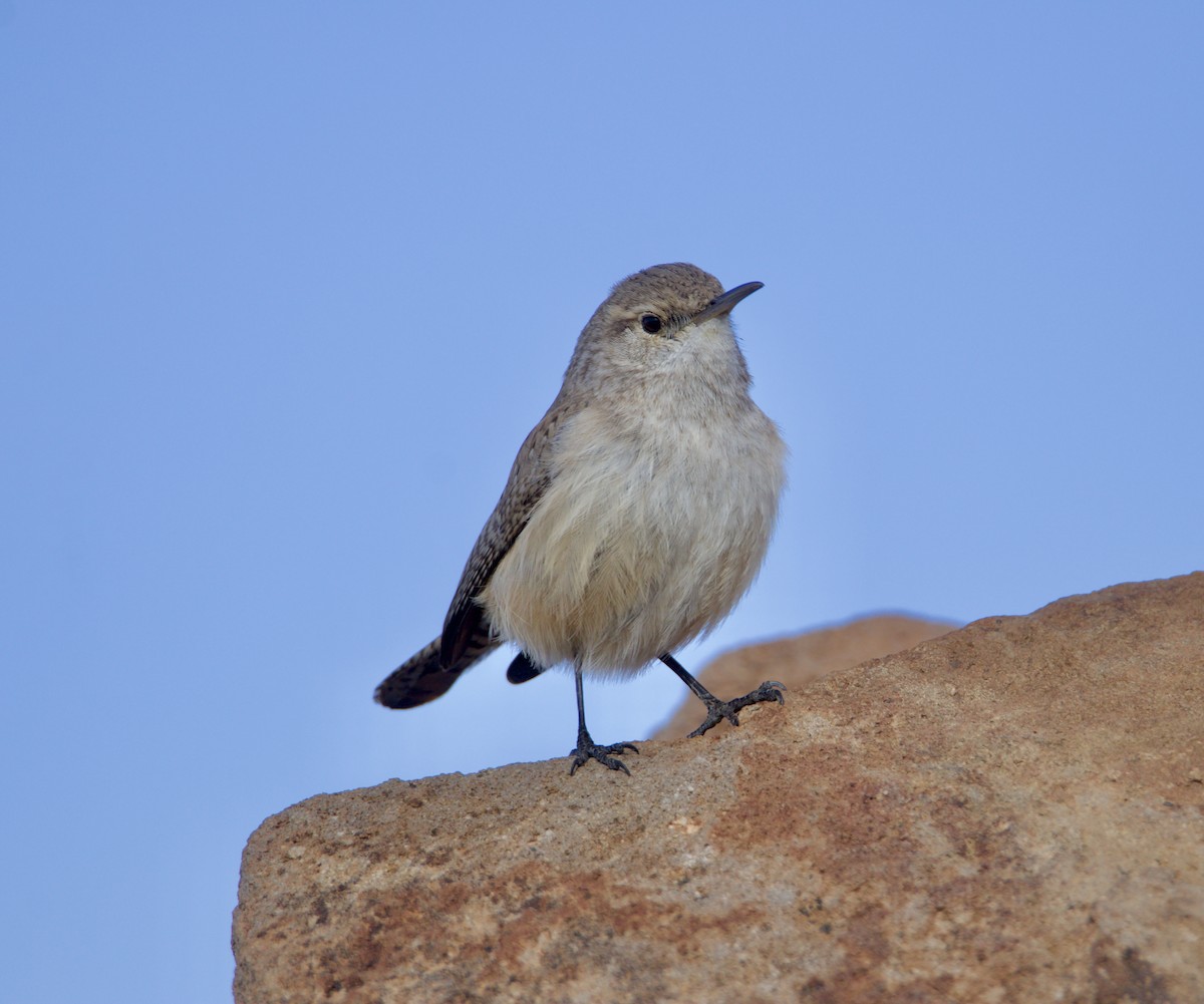 Rock Wren - Jordan Juzdowski