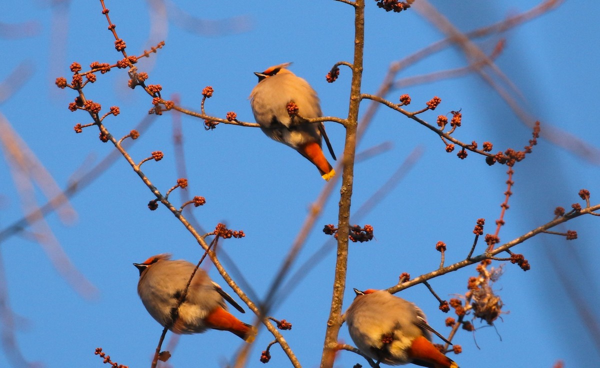 Bohemian Waxwing - ML614999271