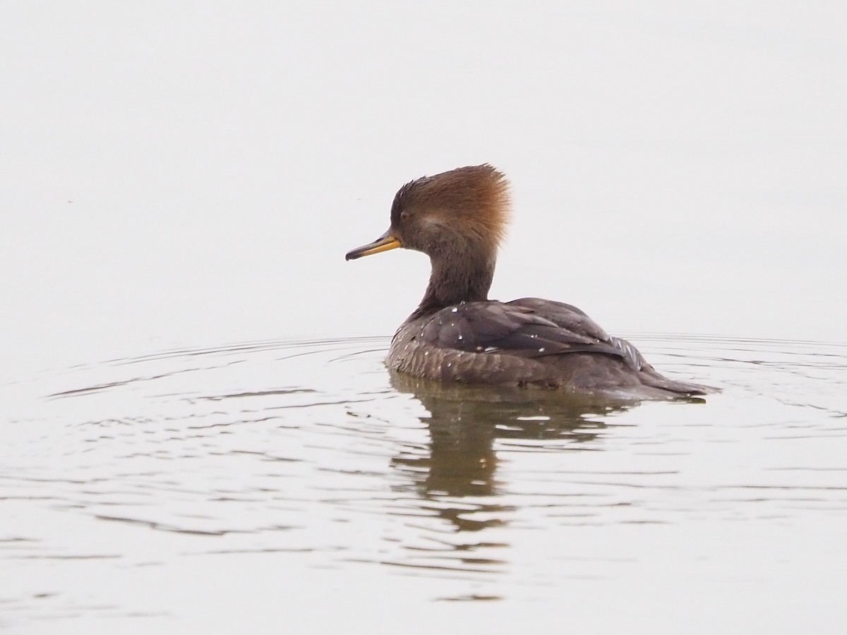 Hooded Merganser - ML614999293