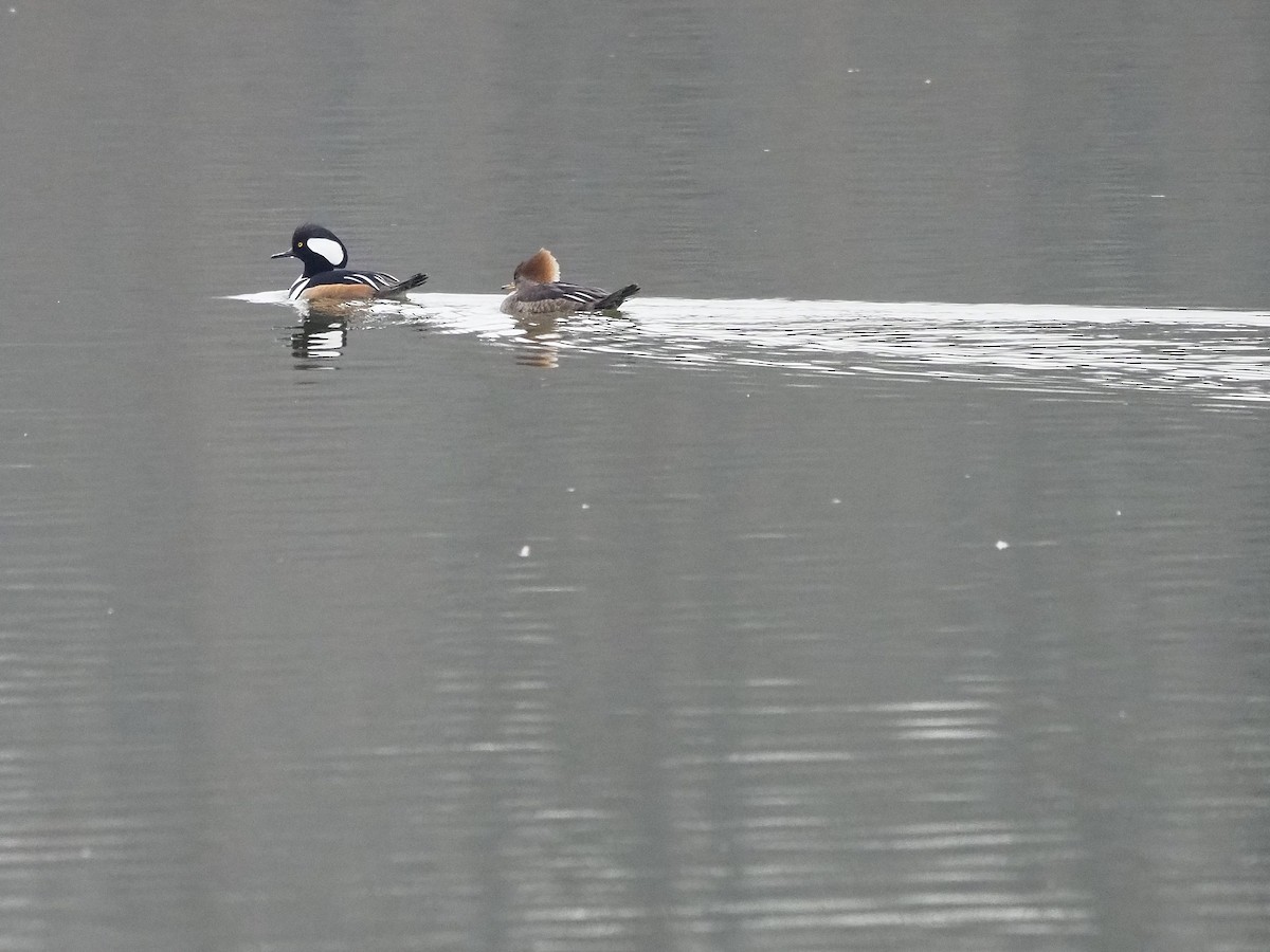 Hooded Merganser - ML614999295