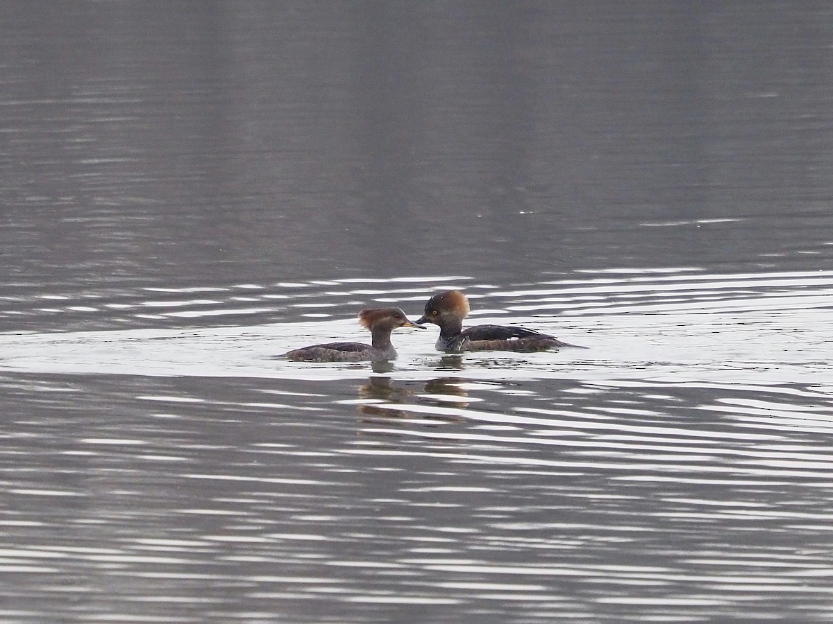 Hooded Merganser - Bill Kunze