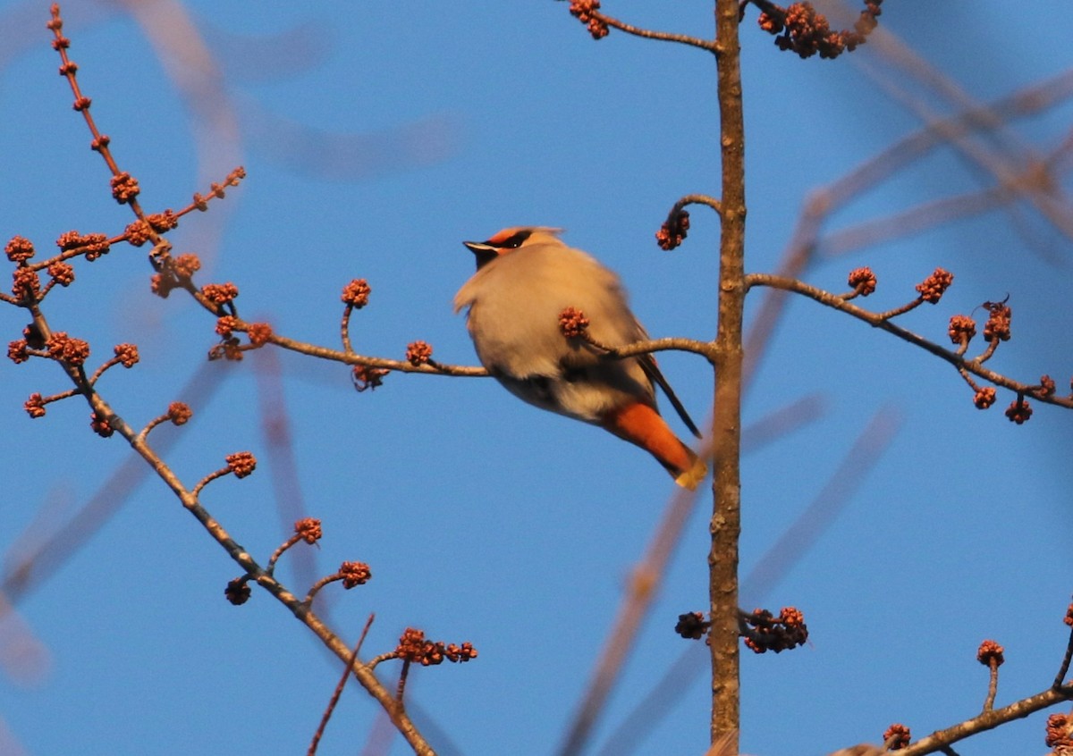 brkoslav severní - ML614999309