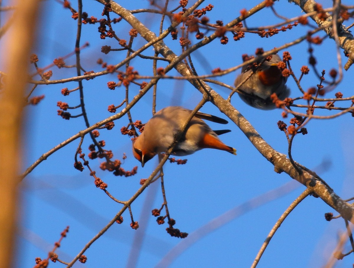 brkoslav severní - ML614999318