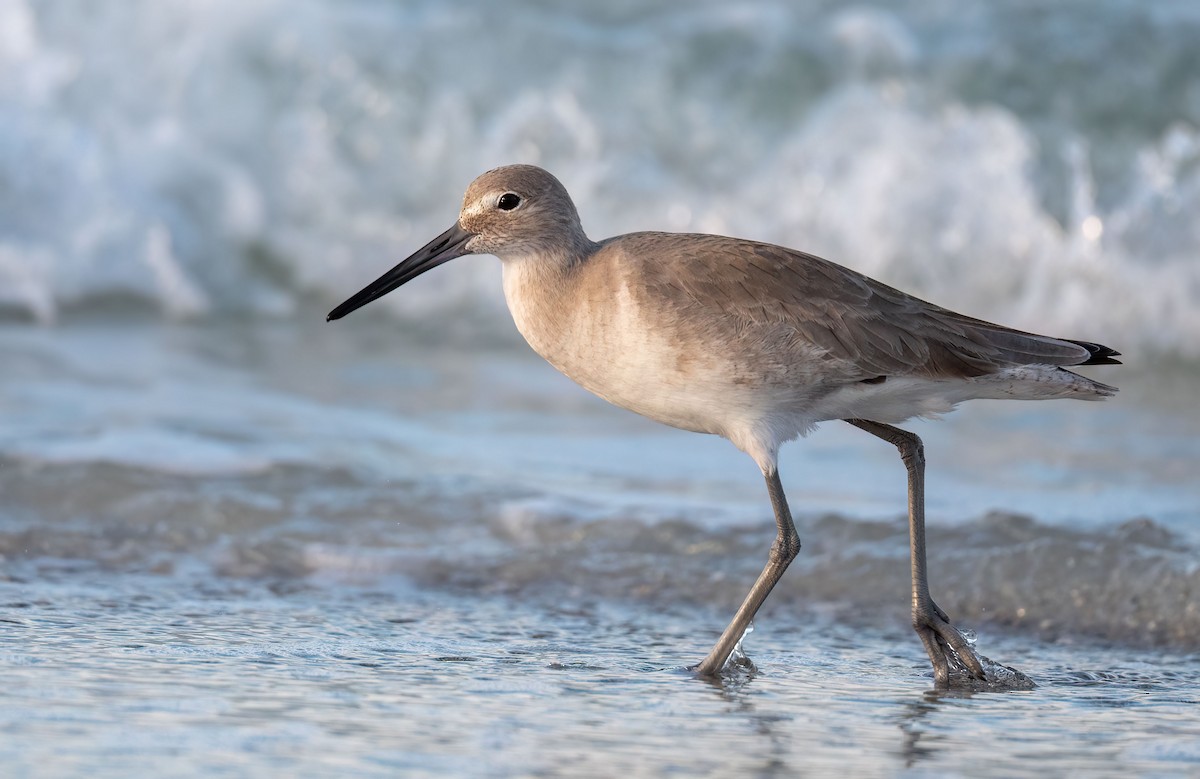 Willet - Anne-Marie Dufour