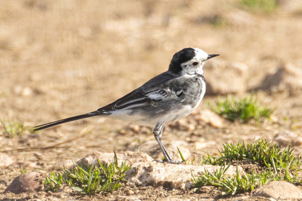 White Wagtail (British) - ML614999359