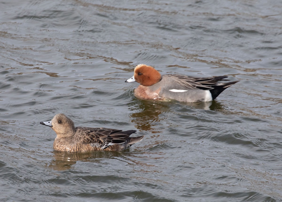 Eurasian Wigeon - ML614999492