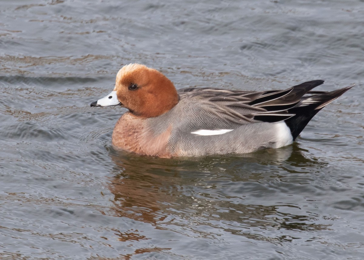 Eurasian Wigeon - ML614999493