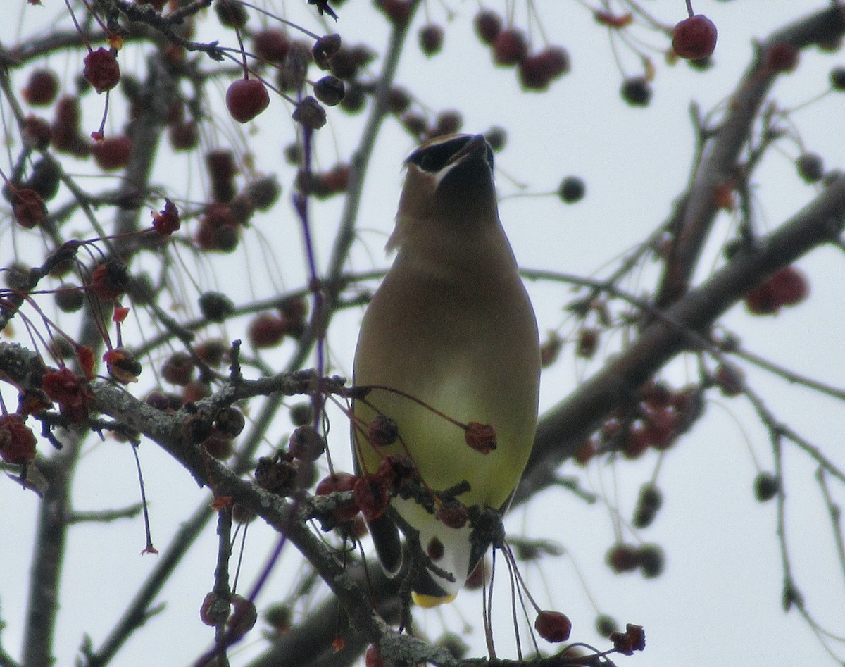 Cedar Waxwing - ML614999496