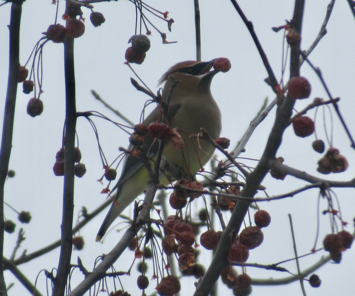 Cedar Waxwing - ML614999503