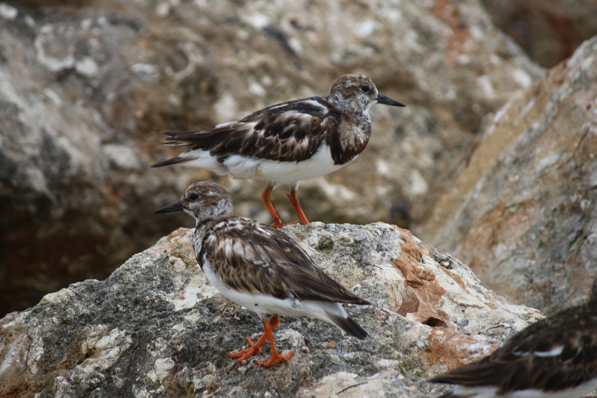 Ruddy Turnstone - ML614999523