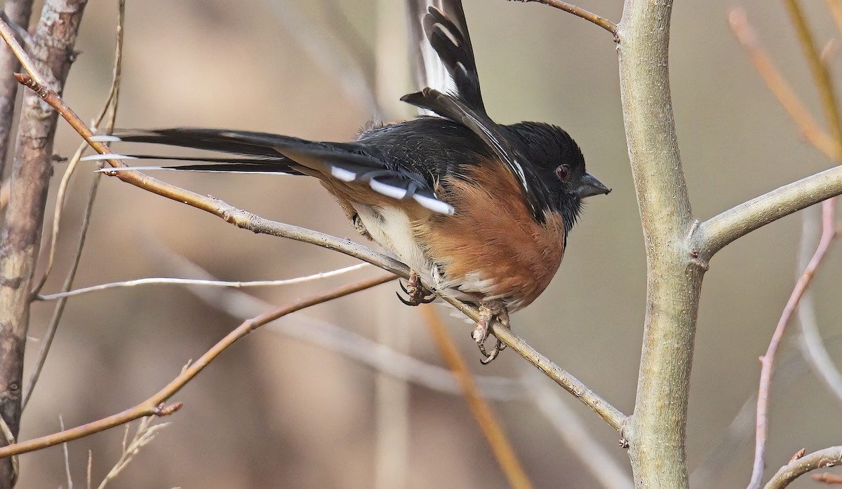 Eastern Towhee - ML614999524