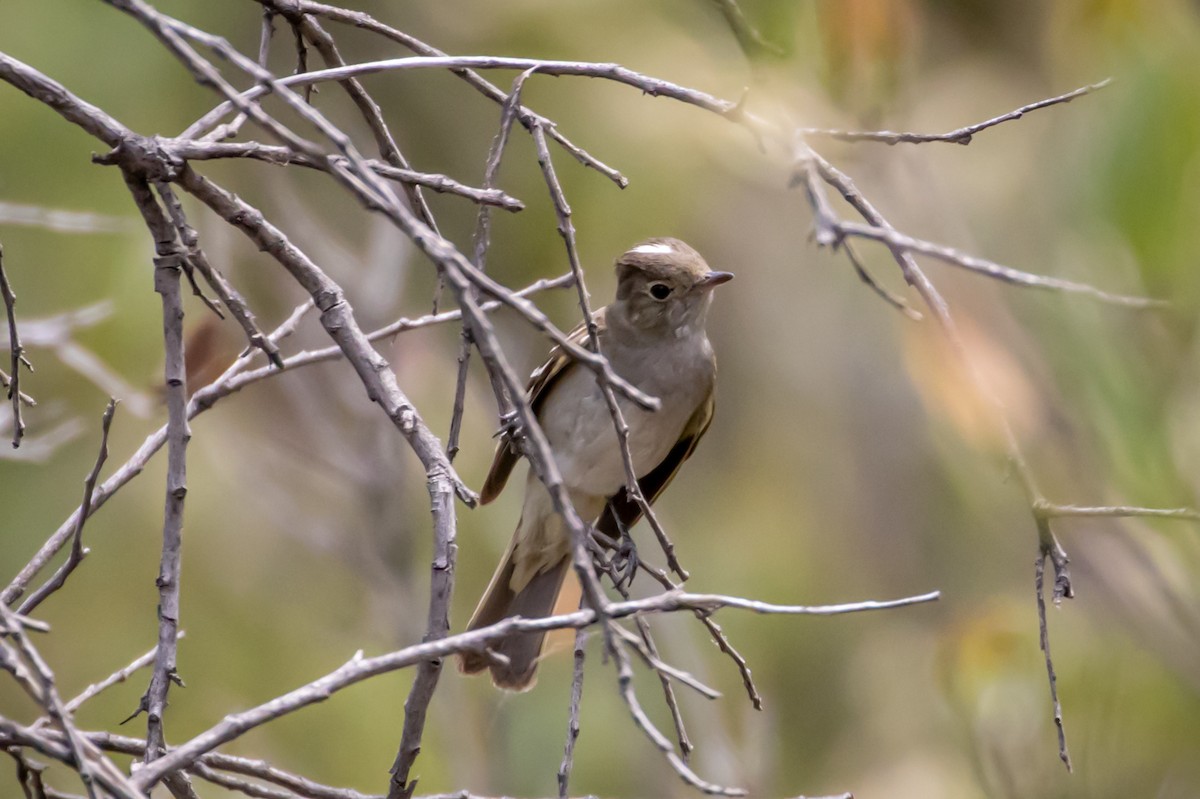 White-crested Elaenia - ML614999552