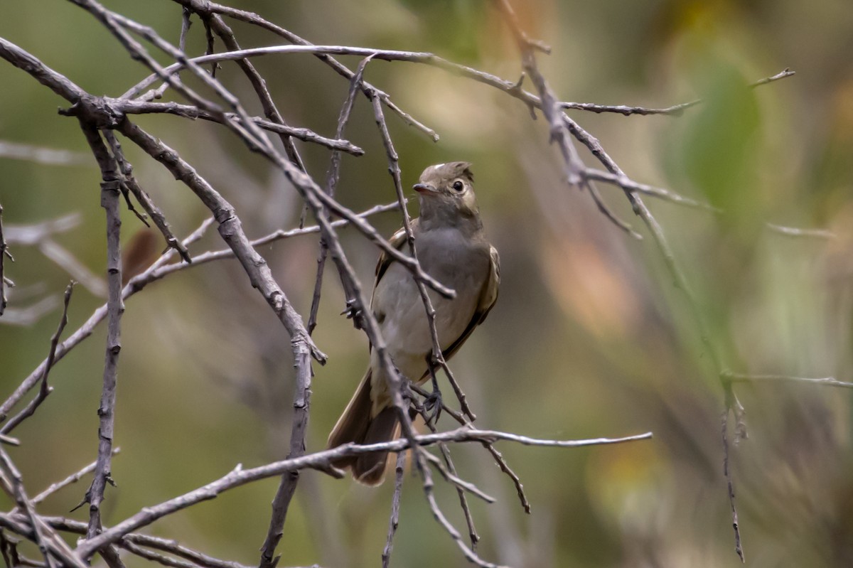 White-crested Elaenia - ML614999553