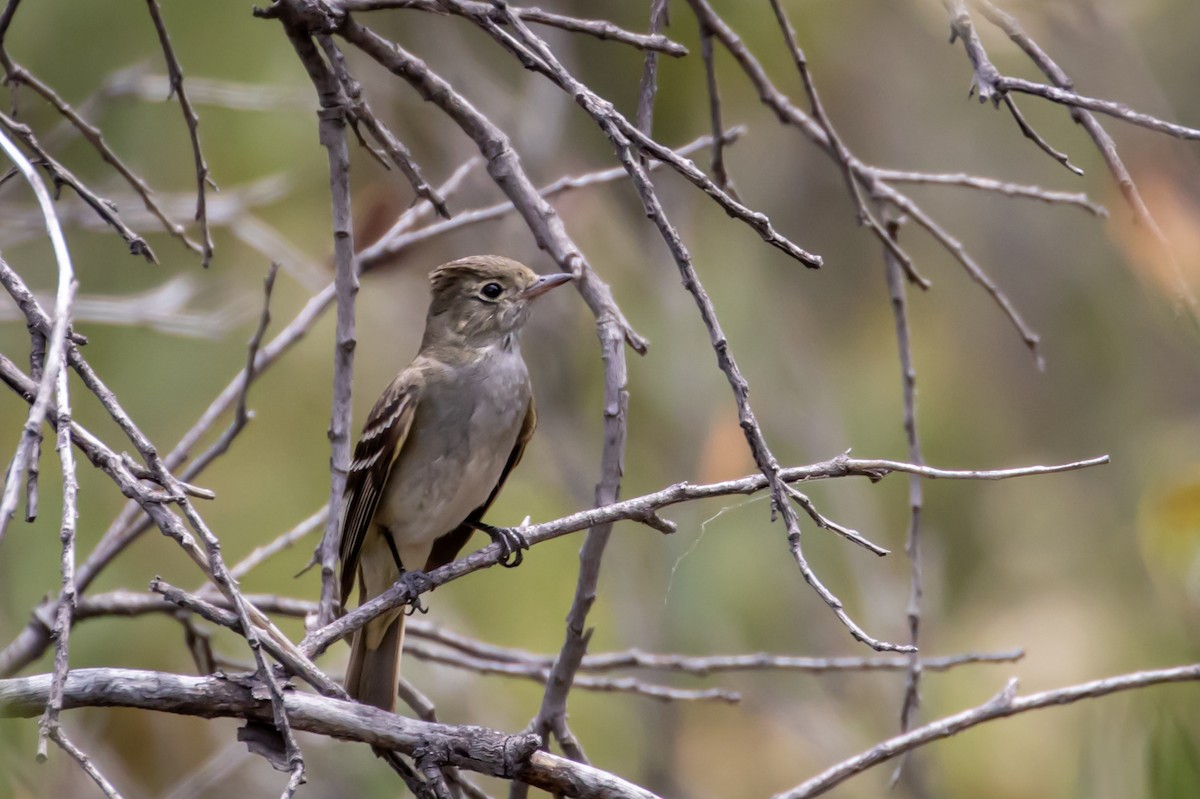 White-crested Elaenia - ML614999554