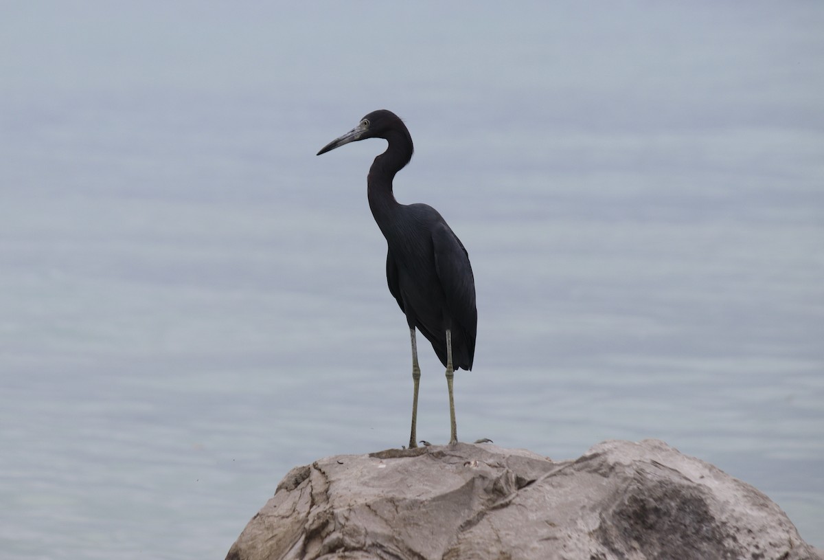 Little Blue Heron - ML614999583