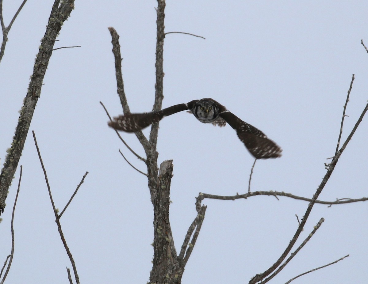 Northern Hawk Owl - ML614999585