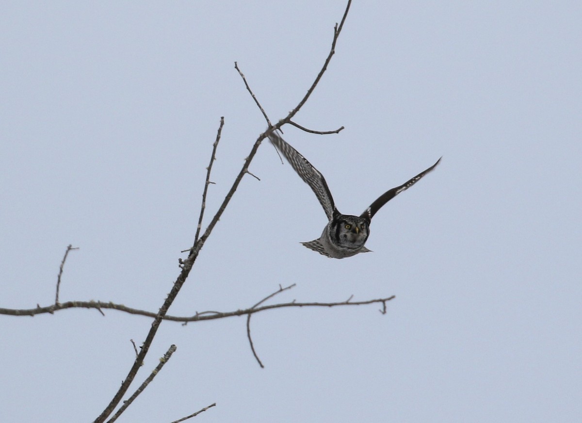 Northern Hawk Owl - Anthony Vicciarelli