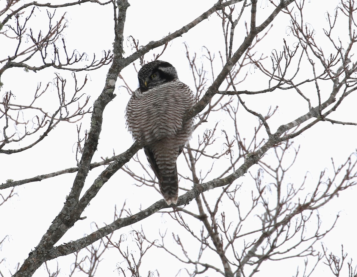 Northern Hawk Owl - ML614999621