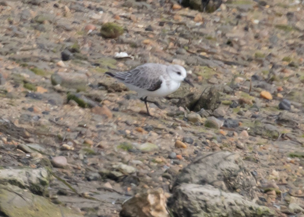 Sanderling - Kenneth Unger