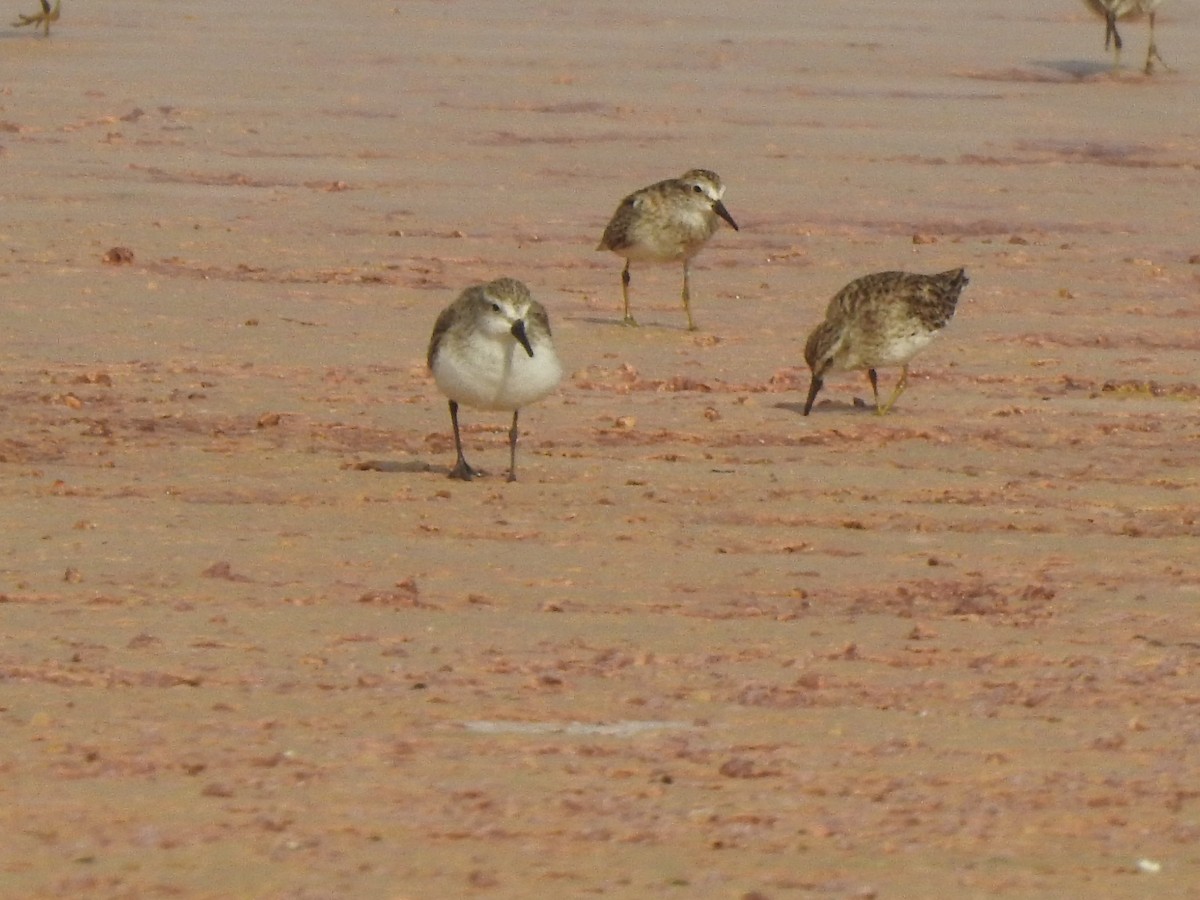 Sanderling - Pamela Johnson