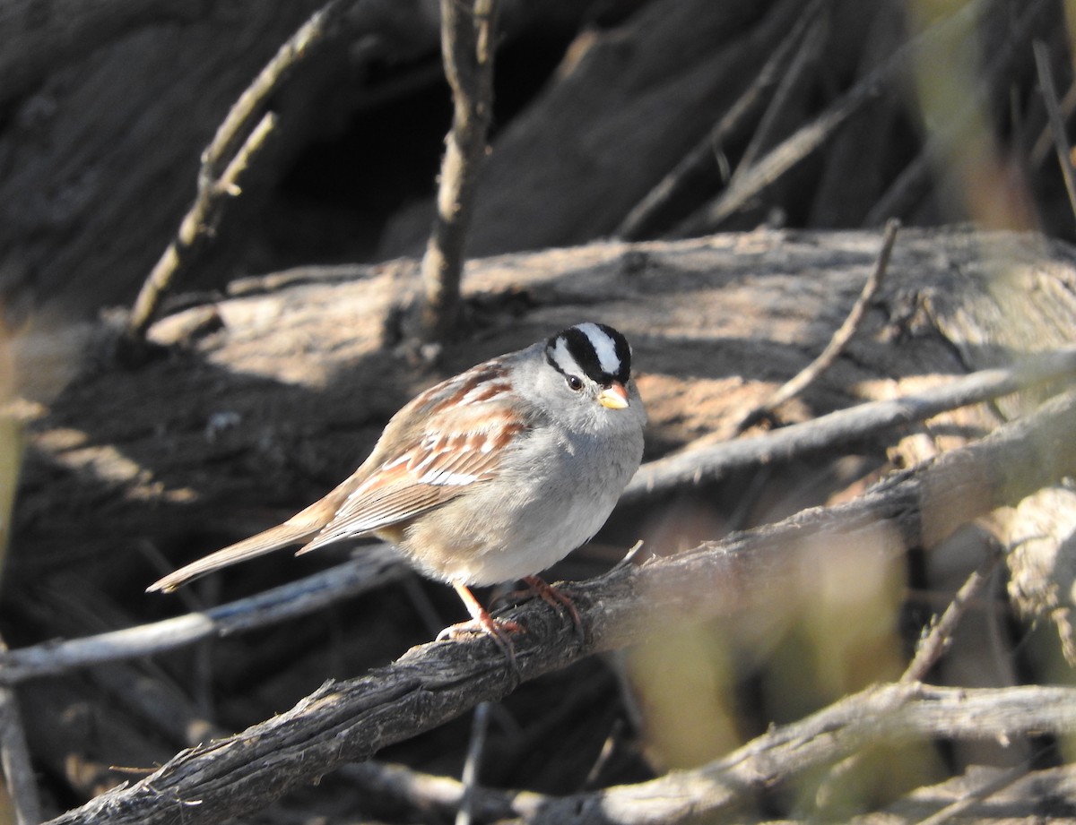 White-crowned Sparrow - Karen Hardie