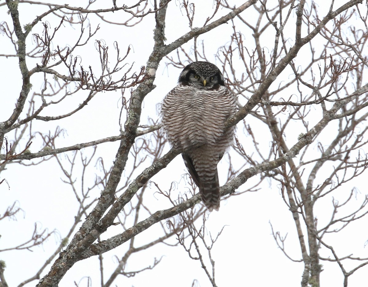 Northern Hawk Owl - Anthony Vicciarelli