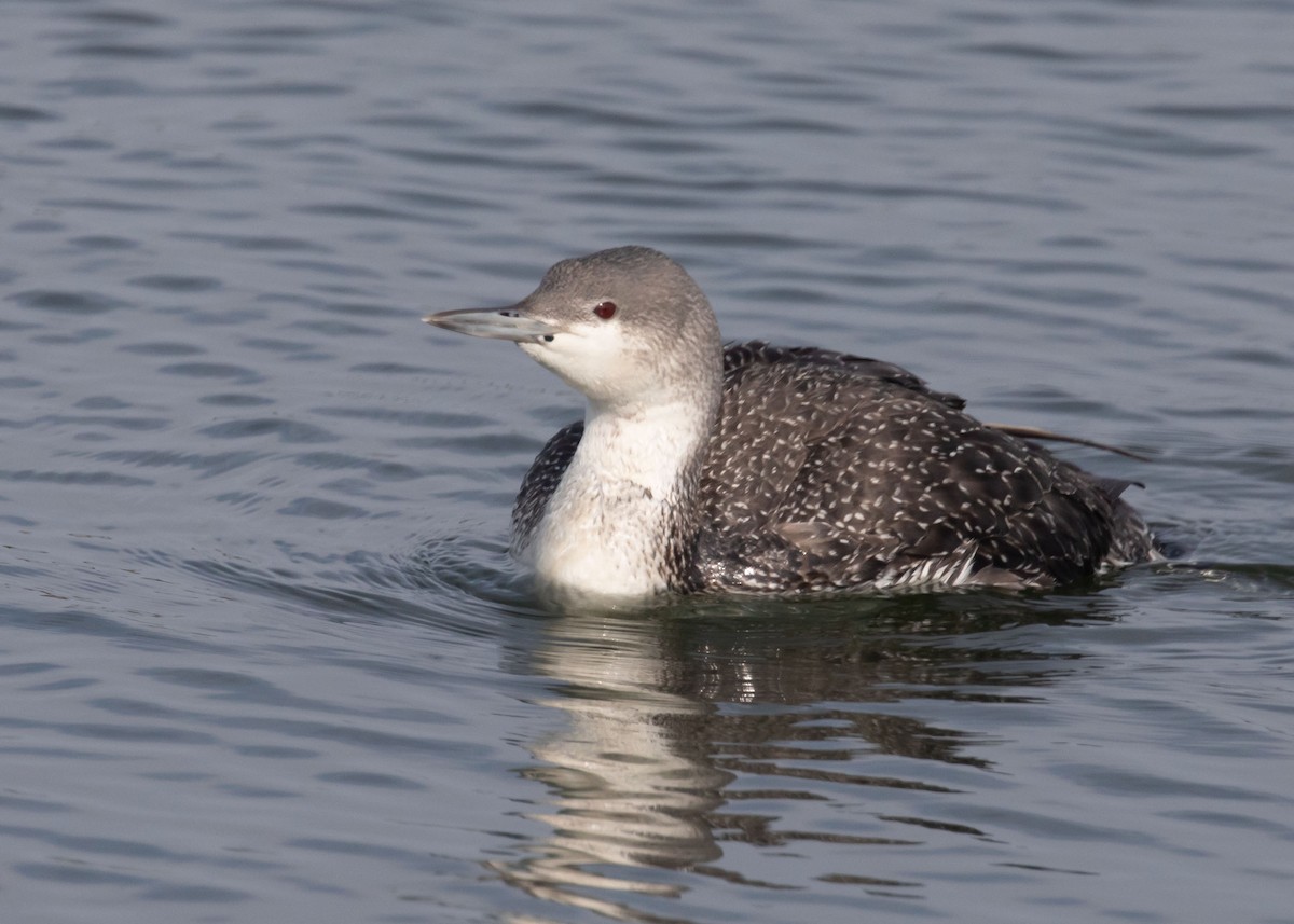 Red-throated Loon - ML614999663